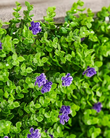 Violet Bloom Screening Panel 60 x 40 cm