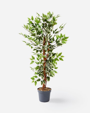 Indoor/Outdoor Fig Tree 1.3m