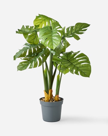 Indoor/Outdoor Swiss Cheese Plant