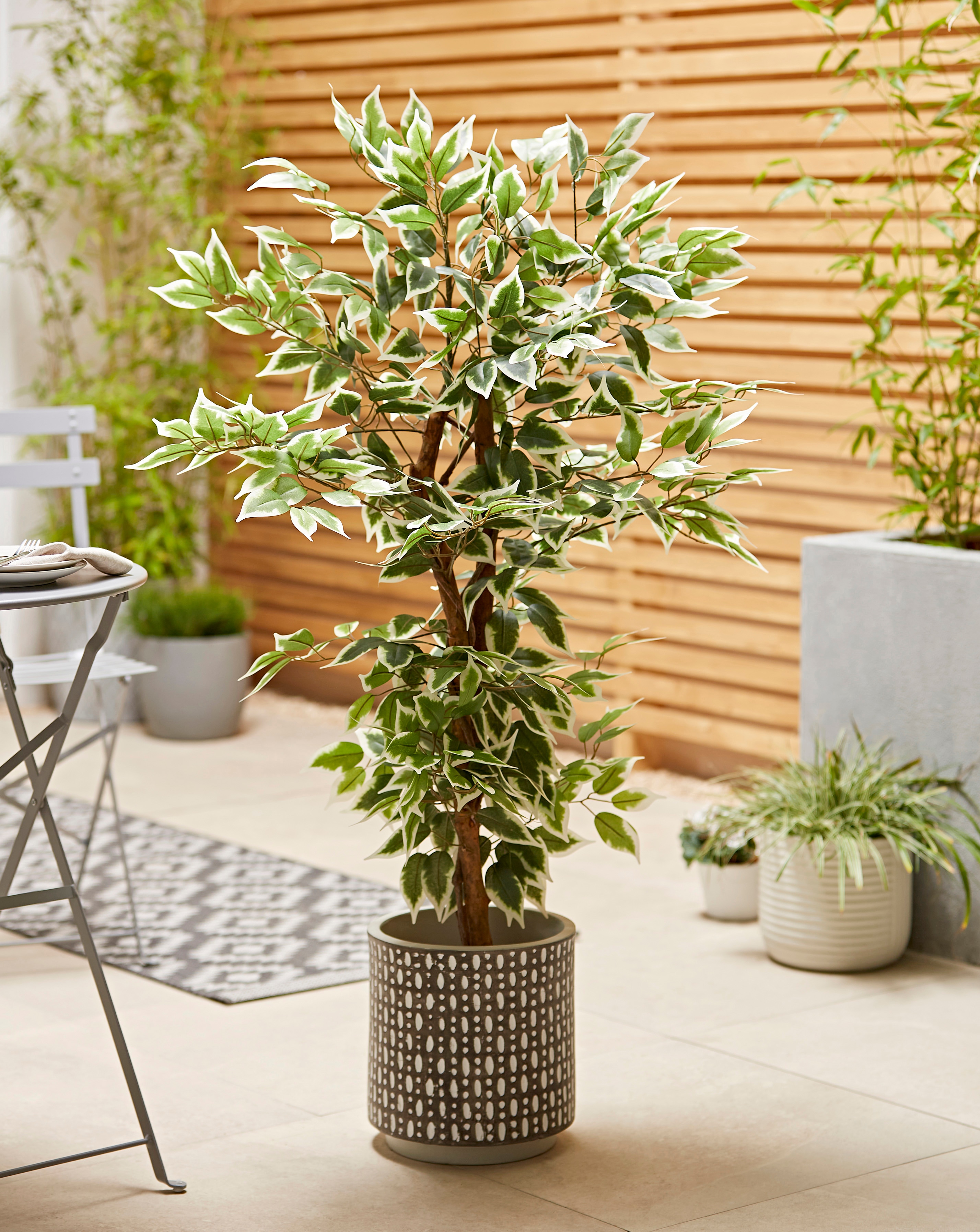 Indoor/Outdoor Fig Tree 1.3m