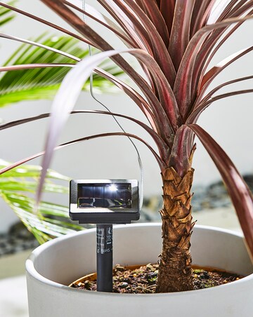 Smart Garden Starburst Solar String Lights