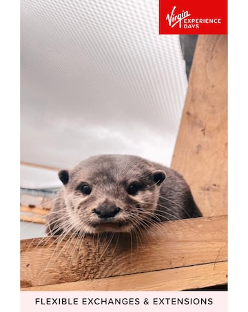 Millets Wildside Private Otter Feeding Experience E- Voucher