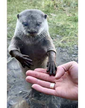 Millets Wildside Private Otter Feeding Experience E- Voucher