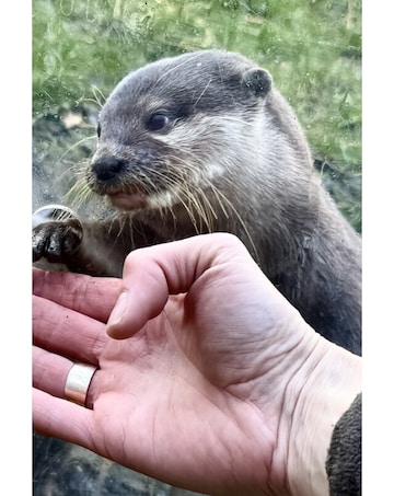 Millets Wildside Private Otter Feeding Experience E- Voucher