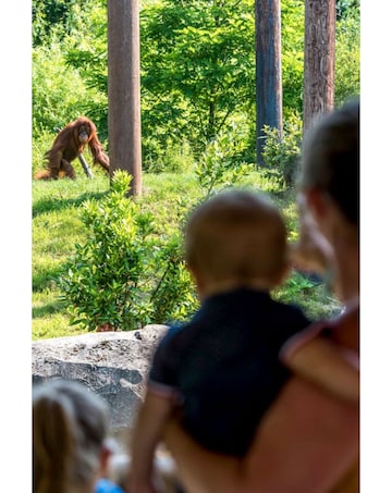 Visit to Chester Zoo for Two Adults E - Voucher