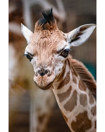 Visit to Chester Zoo for Two Adults E - Voucher